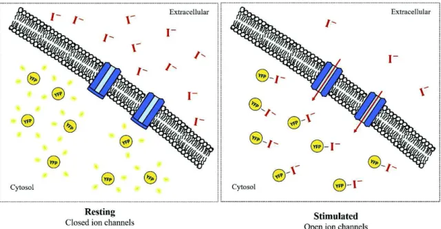 Figure 3.1. Scheme of Iodide-mediated YFP fluorescence quenching. When the cell is at a resting state, ion channels  remain  closed  and  I -   cannot  be  transported  across  the  plasma  membrane