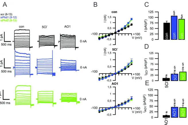 Figure 4.4. Knockdown of Pkd1/Pkd2 leads to a higher whole-cell current at basal state