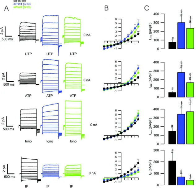 Figure  4.5.  Knockdown  of  Pkd1  or  Pkd2  leads  to  enhanced  CaCC  and  diminished  CFTR  currents