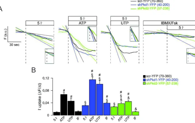 Figure  4.6.  Knockdown  of  Pkd1  leads  to  enhanced  Ca2+  and  cAMP  induced  I-  uptake