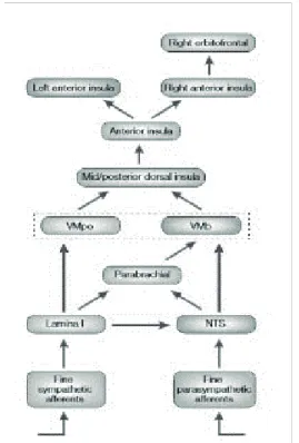 Figure  2  Organizational  chart  for  interoception;  nucleus  of  the  solitary  tract  (NTS);  ventromedial  thalamic  nucleus  (VMb);  ventromedial  nucleus  (VMpo)  (Craig, 2002)