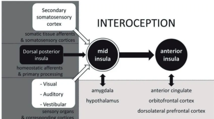 Figure  3.    Integration  of  activity  in  progression  from  the  posterior insula (left) through the mid-insula to the anterior  insula (right)