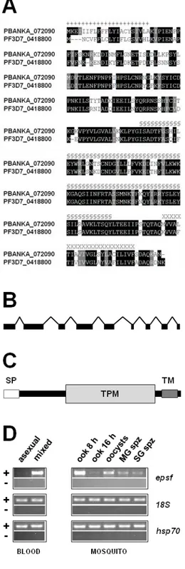 Figure 1 – Organisation of epsf gene and protein and its  mRNA expression profile. 