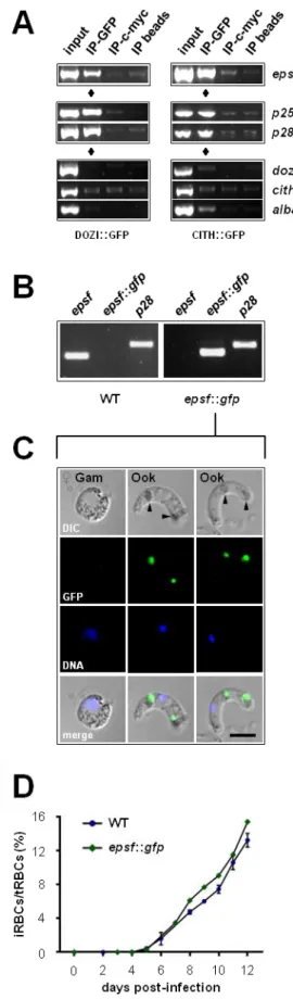 Figure  2  –  epsf  is  translationally  repressed  in  gametocytes and expressed in ookinetes