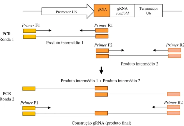 Tabela II.5 – Primers utilizados para construção de gRNA1 e gRNA2.  Os locais de restrição estão  representados a negrito e sublinhado.