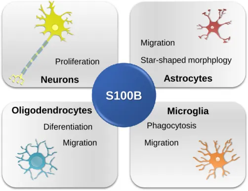 Figure  I.  1  –  Schematic  representation  of  S100B  intracellular  effects  in  central  nervous  system cells