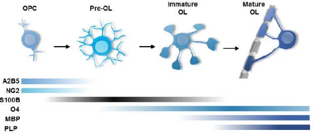 Figure I. 2 – Schematic representation of S100B and other markers expression along OL  lineage  development 