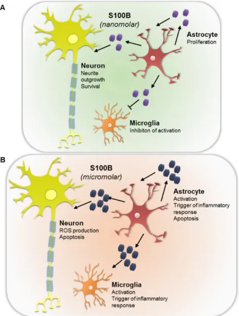 Figure I. 3 – Schematic representation of S100B extracellular effects on central nervous  system cells 