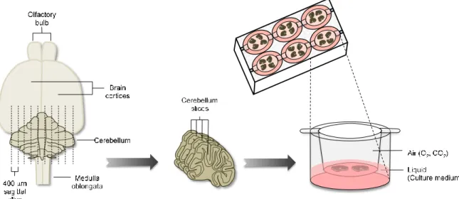 Figure II. 1 – Schematic representation of COSC protocol .  Cerebellum, separated from the  brain of CD1 mouse pups at postnatal day 10, are sectioned into 400 µm thick slices