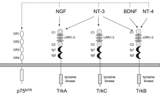 Fig. 1 – Neurotrophins and their respective receptors. Adapted from: Stephen D. Skaper (ed.), Neurotrophic Factors: Methods and  Protocols, Methods in Molecular Biology, vol