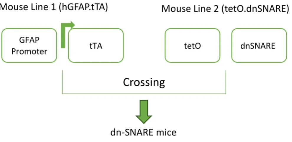 Fig. 4 - Illustrative scheme of the crossing of hGFAP.tTA line of mice with the  tetO.dnSNARE line of mice, in order to obtain dn- dn-SNARE animals