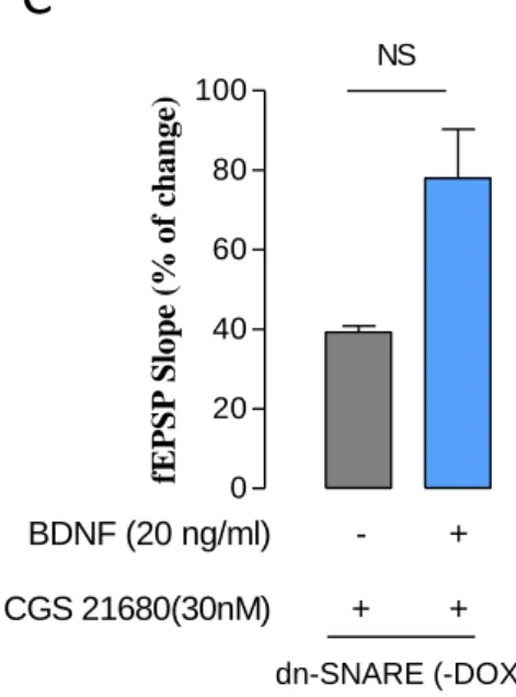 Fig.  8 – BDNF  effect  over  LTP  is  recovered  through  the  activation  of  A 2A   receptors