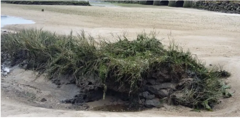 Figure 17. Collection site of plants and sediments for the CWs creation.