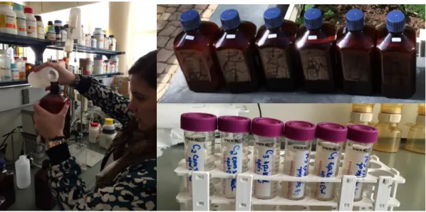 Figure 21. Addition of deionized water to complete 1.5L in the final samples (left). Treat samples by 3 CWs and  samples for ions quantification.