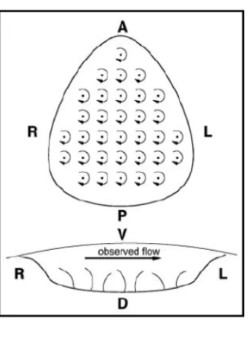 Figure  1.5  –  Mouse  Node.  Ventral  and  posterior  sketch  views of the node of the mouse embryo, and its rotating cilia,  showing  also  the  experimentally  observed  leftward  nodal  flow. Adapted from Cartwright et al., 2004.    ___________________