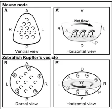 Figure  1.7  –  Models  for  the  net  flow  inside  zebrafish  Kupffer’s  vesicle  compared  with  the  planar  mouse  node.  A,  A’,  B,  B’:  Schematic  diagrams  of  predicted  nodal  flow  at  the  mouse  node, and in zebrafish Kupffer’s vesicle. 
