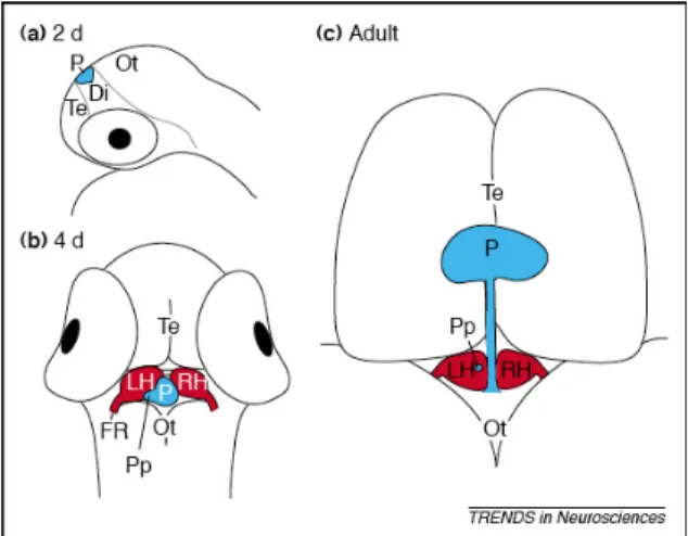 Figure  1.13  –  Zebrafish  epithalamic  development.  (A)  Schematic  side  view  of  a  2‐