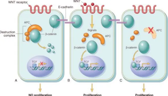 Figura  3:  A-The  role  of  APC  in  regulating  the  stability  and  function  of  β- β-catenina