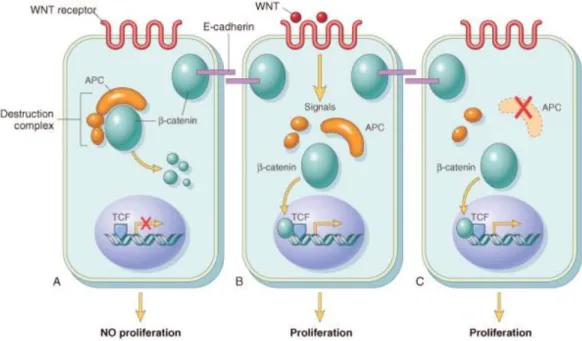 Figura  3:  A-The  role  of  APC  in  regulating  the  stability  and  function  of  β- β-catenina