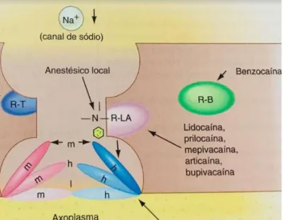Figura 1: Ligação do anestésico local ao seu receptor bloqueando o canal de sódio. (Malamed et al, 2013)