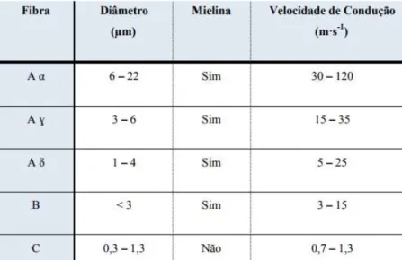 Tabela 1: Classificação de cada fibra nervosa (Barash et al, 2001). 