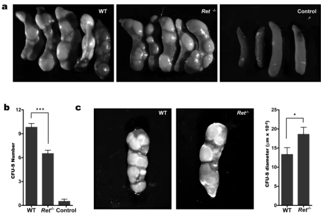 Figure 8. Short term in vivo activity of Ret deficient HSCs. C57Bl/6J mice were lethally irradiated (two times 450rad with a 2 hour    interval) and injected with 3.0x10 4  lin neg cKit pos  cells. Mice were sacrificed 12 days after injection. Spleen was r