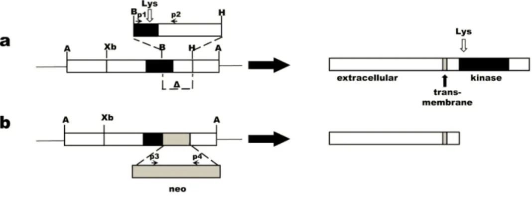 Figure  2.  Scheme  showing  murine  Ret  WT  and  Ret  null  locus  a.  A  segment  of  the  normal  Ret  proto‐oncogene,  including  an  exon  (black  box)  containing  the  codon  for  the  essential  Lys  748  residue  in  the  kinase  domain.  b. 