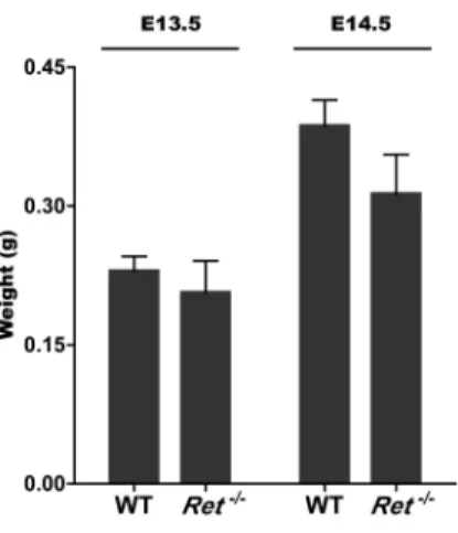 Figure 4. Embryos’ Weight. a. Embryos were individually weighted. Weight for WT and Ret ‐/‐  embryos at E13.5 and  E14.5. (E13.5: WT: n=5; Ret ‐/‐ : n=5; E14.5: WT: n=10; Ret ‐/‐ : n= 10). No significant differences were observed. Error  bars represent SEM