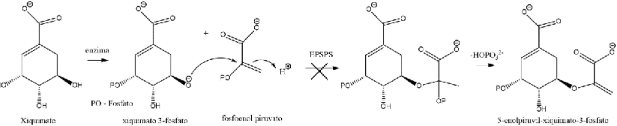 Figura 1 – Via metabólica do xiquimato (ácido xiquímico) [2] . 