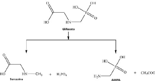 Figura 2 – Principais produtos de degradação do Glifosato [6] . 