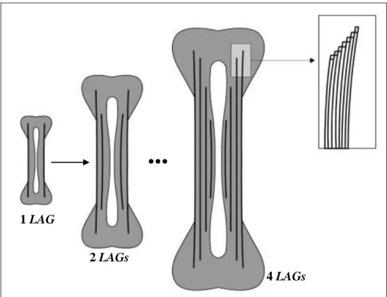 Figura  1.  Esquematização  da  representação  de  deposição  de  LAGs  em  secções  longitudinais  de ossos  longos  de  anuros  após  o  1º,  2º  e  4º  inverno,  mostrando que a zona central do osso (diáfise) é a ideal para a observação do  maior  númer