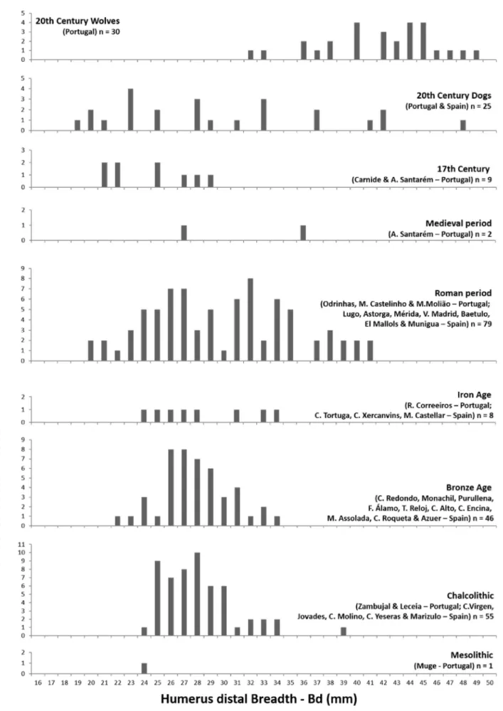 Fig. 4. Stacked histograms with measurements for the humerus distal breadth (mm) of dogs and wolves from the Iberian Peninsula