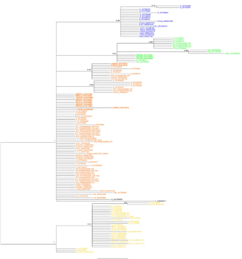 Fig. 5. Bayesian phylogenetic tree used for haplogroup assignment of the 109e181 bp mitochondrial DNA sequences obtained in this study by comparison with well-deﬁned dog matrilines from GenBank
