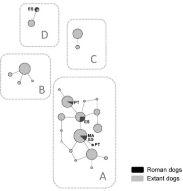 Fig. 6. Median-joining network of mtDNA sequences. Clades A, B, C and D represent the major haplogroups found in extant dogs as deﬁned by mitogenomes in Duleba et al