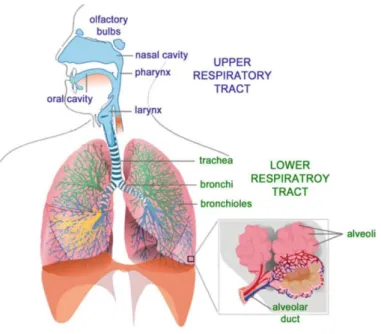 Fig. 1 - Schematic of the respiratory system displayed by the upper and lower respiratory tract region [50]
