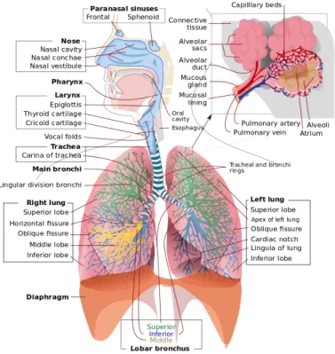 Fig. 2 - Schematic of the respiratory system showing the anatomy of the lung [51]. 