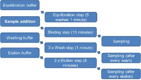 Figure 2.1 – Magnetic Sulphated Cellulose Particles (MSCPs) experiment steps. 