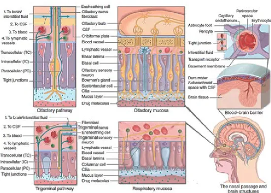 Figure  3|  The potential transport routes for substances into  the brain from the blood across the  blood–brain barrier and along the olfactory and the trigeminal pathways
