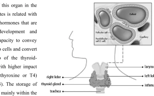Figure I.2.  Location and structure of the thyroid gland. 