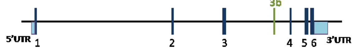 Figure I.4.  Diagram of the RAC1 gene. 1, 2, 3, 4, 5, 6 represent exons. Adapted from Matos et al., 2000