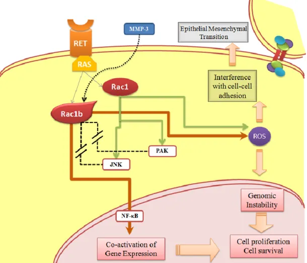 Figure I.5.  RAC1 and RAC1b signalling.   