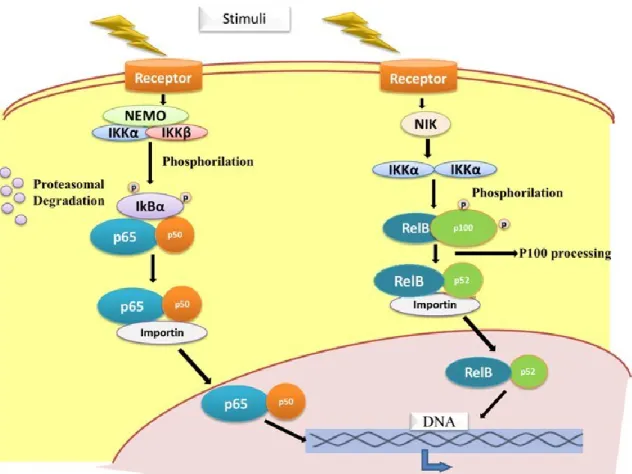 Figure I.6.  Canonical and non-canonical NF-κB activating pathways.
