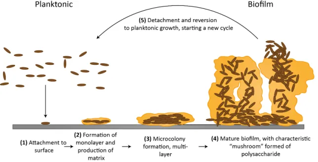 Figure 2.5: Schematic representation of biofilm formation steps: 1) attachment of planktonic cells;