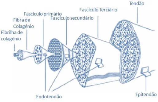 Ilustração 1: Constituintes do Tendão; Adaptado de Kanata L, D’Hooghe P, J. Hunt K. Muscle and Tendon Injuries