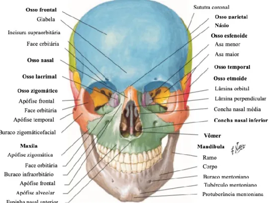 Figura 1 - Vista frontal dos ossos da face (Adaptado a partir de Netter, 2004). 