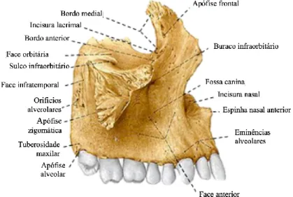 Figura 3 - Face orbitária do osso maxilar (Adaptado a partir de Sobotta, 2000). 