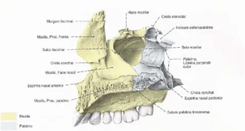 Figura 4 - Face nasal do osso maxilar (Adaptado a partir de Sobotta, 2000). 