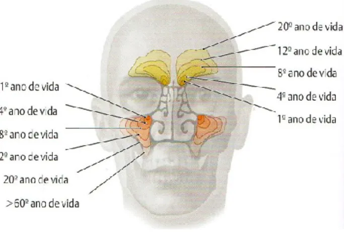 Figura 6 - A pneumatização dos seios frontais e maxilares ao longo da vida (Adaptado a partir de  Schünke et al., 2009)