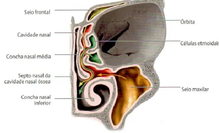Figura 9 - Corte frontal do drenagem dos seios na cavidade nasal                                                    (Adaptado a partir de Schünke et al., 2009)