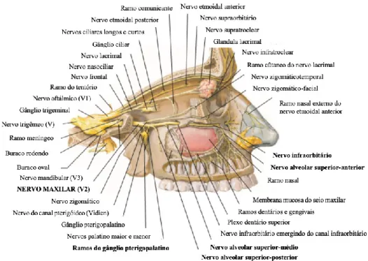 Figura 12 - Inervação do seio maxilar (Adaptado a partir de Netter, 2004). 